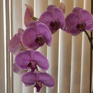 Meet your Posher, Roxanne